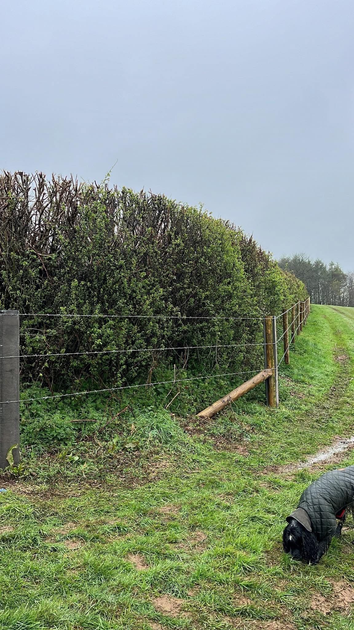 Stock fencing with timber posts along a rural field boundary